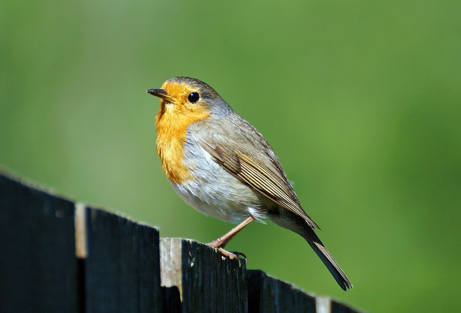 Зарянка в Подмосковье