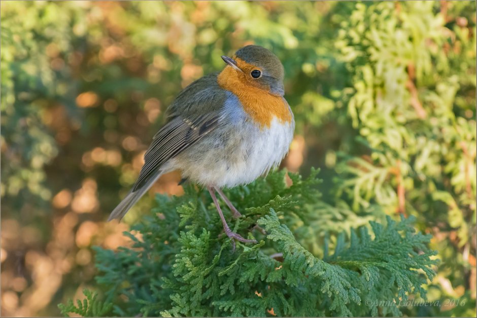 Лесная Зарянка