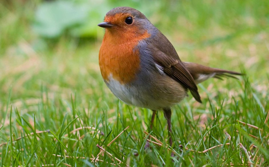 Певчие птицы Зарянка