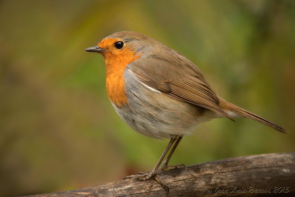Зарянка Зяблик Дрозд