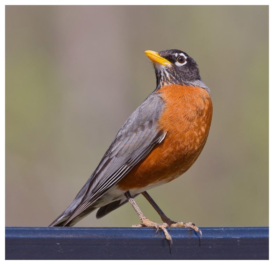 Странствующий Дрозд