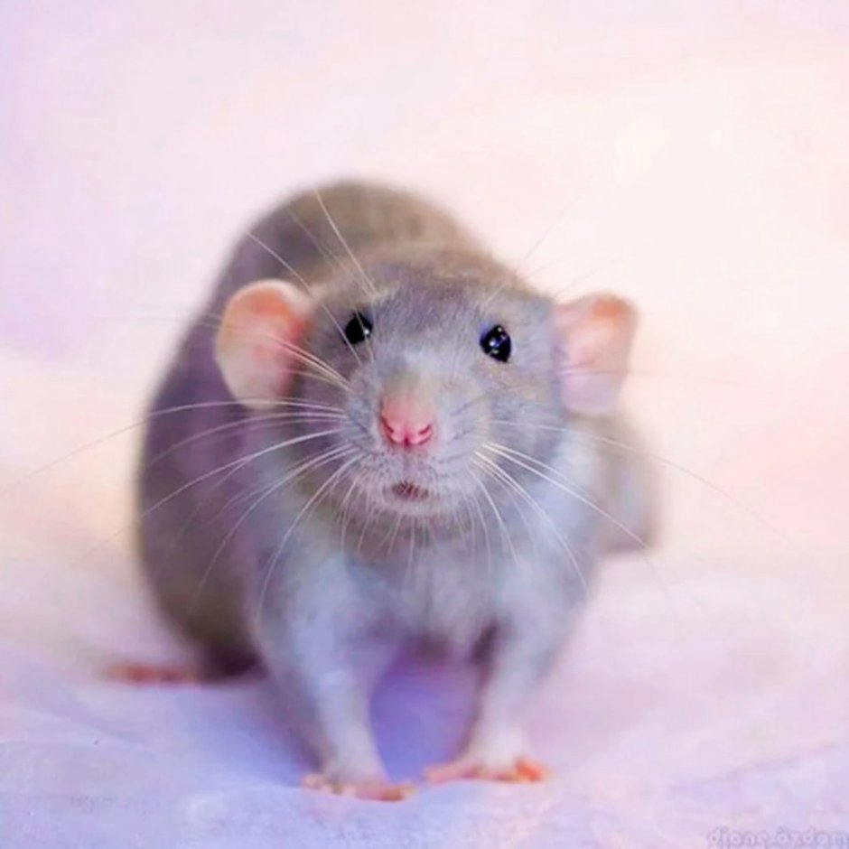 Крысята Дамбо