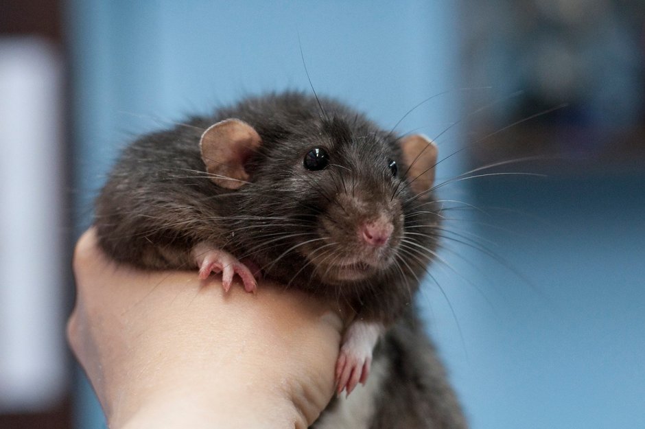 Крыса Дамбо черная