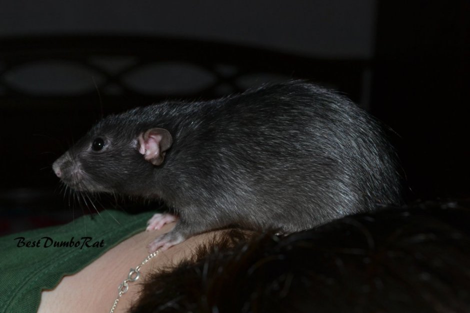 Крыса Дамбо черная