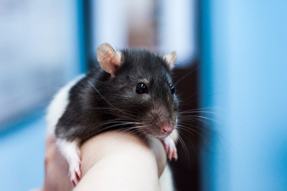 Декоративная крыса Дамбо