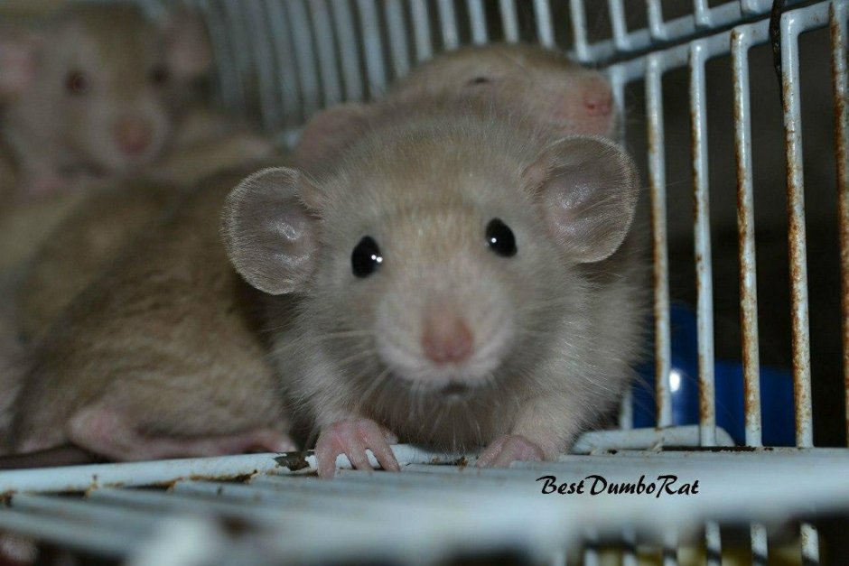 Крысы Дамбо взрослые