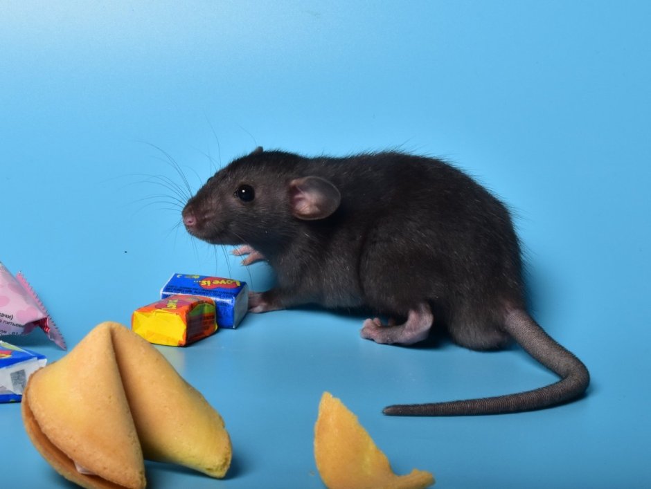 Черные крысята Дамбо