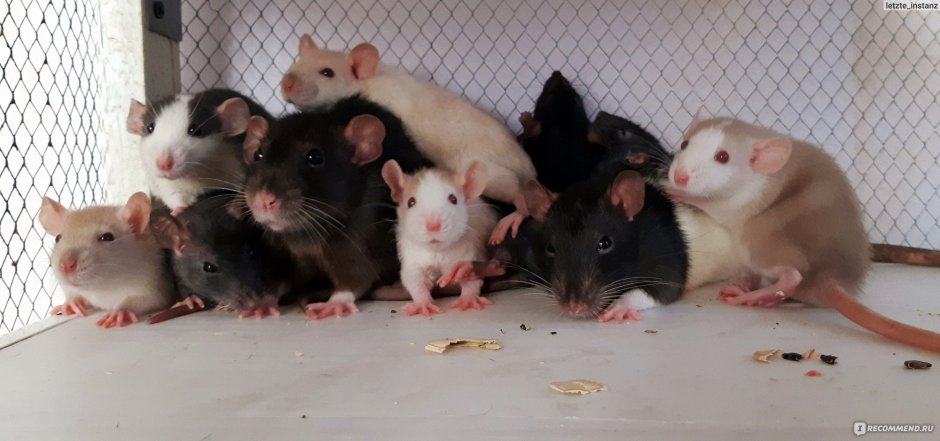Крысы Дамбо взрослые
