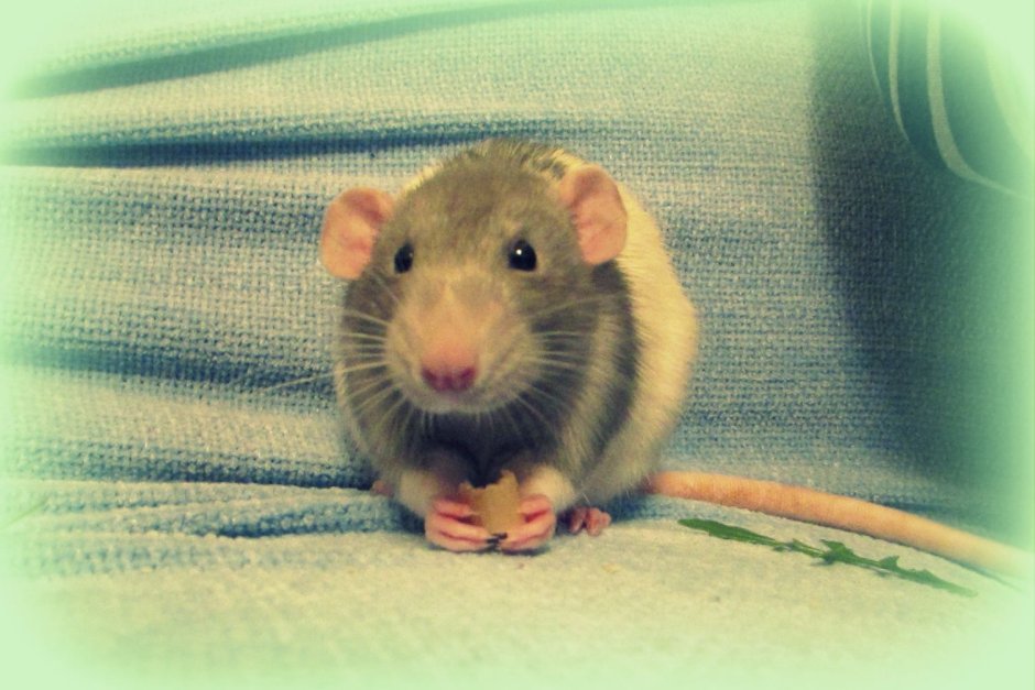 Ушастые крысы Дамбо