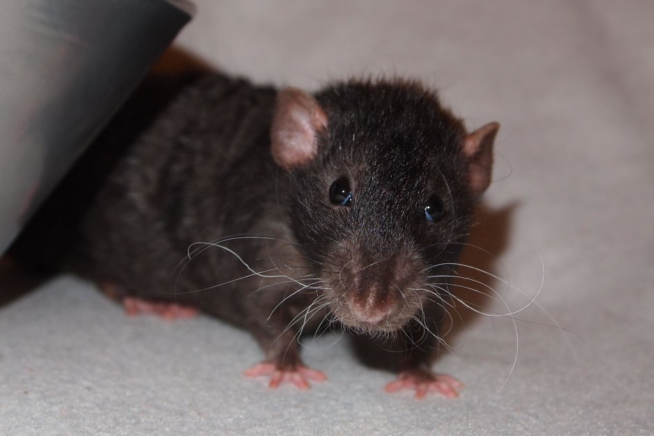 Крыса Дамбо селф