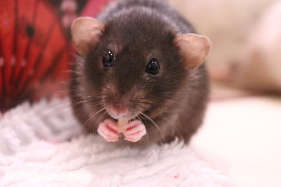 Крыса Дамбо Блэк