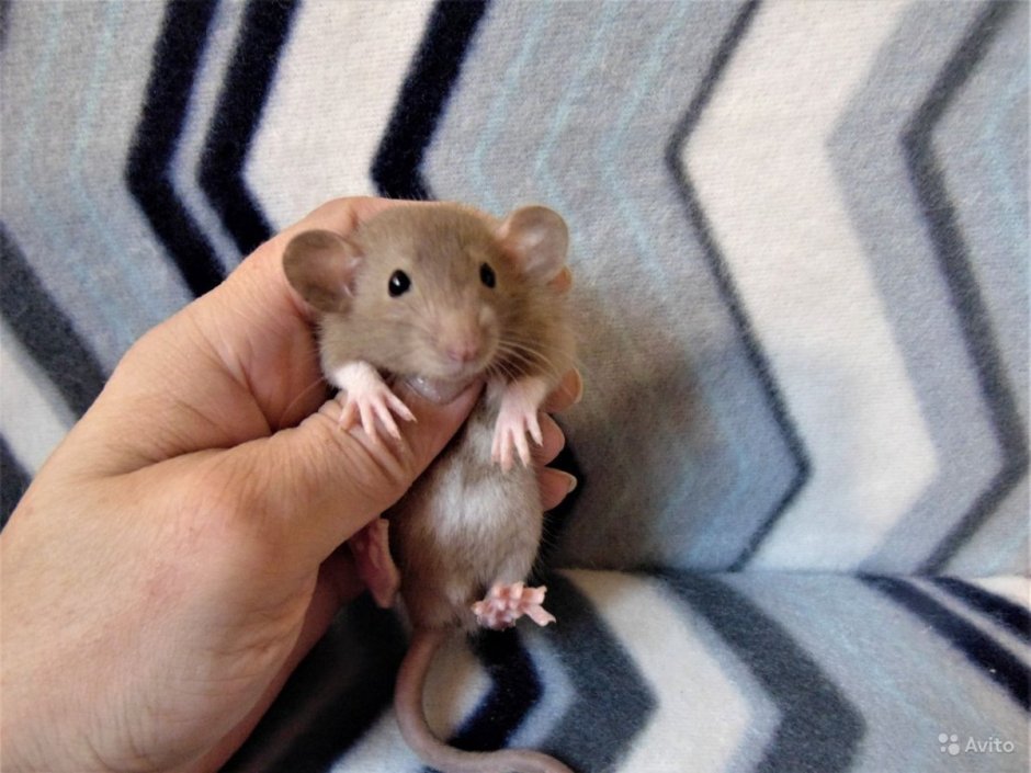 Крыса Дамбо капюшоновая