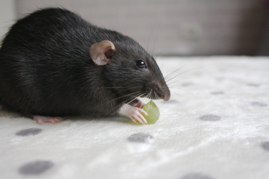 Черный Айриш крыса