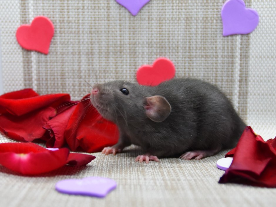 Крысята Дамбо селф черные