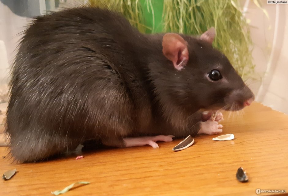 Беременная крыса Дамбо