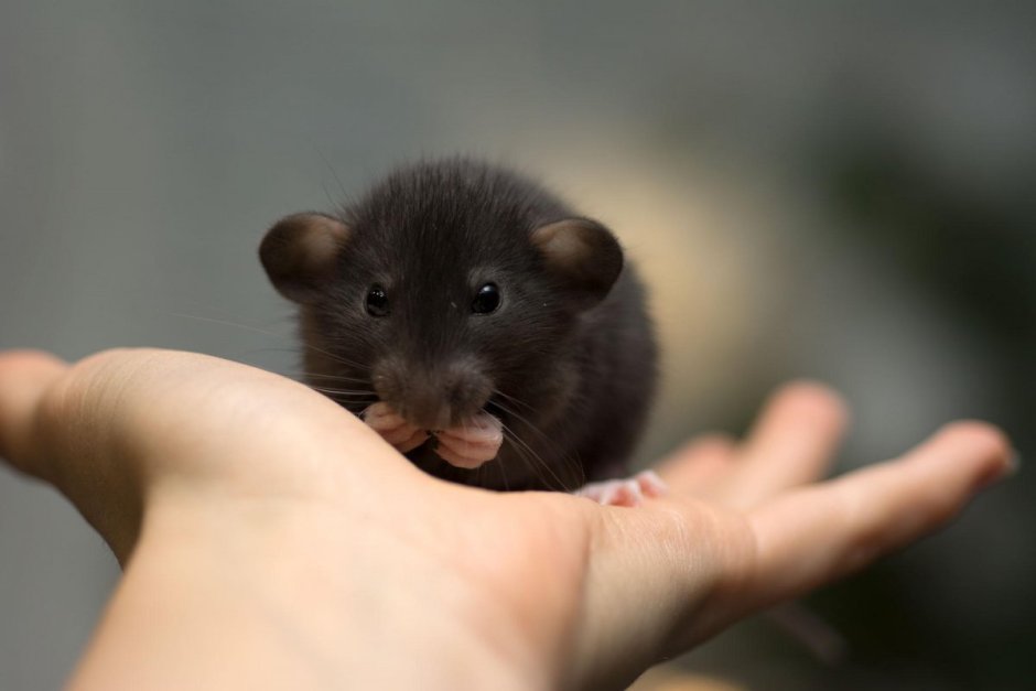 Крысята Сиам Рубин