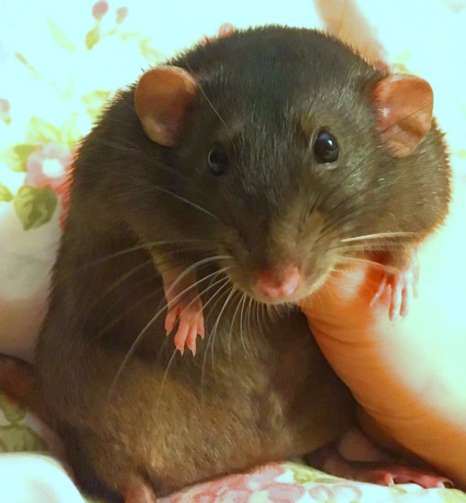 Декоративная крыса Дамбо