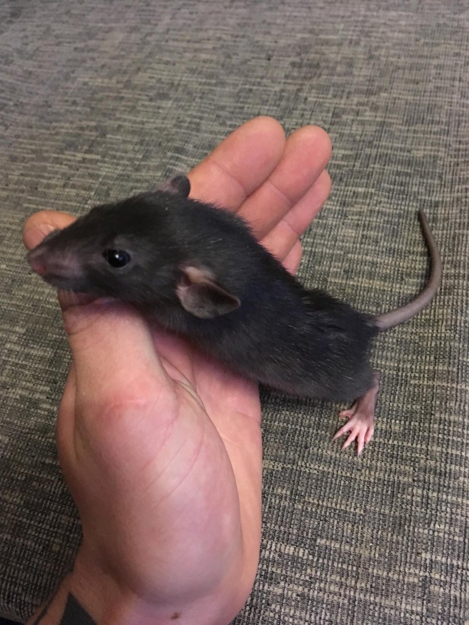 Крыса Дамбо черная