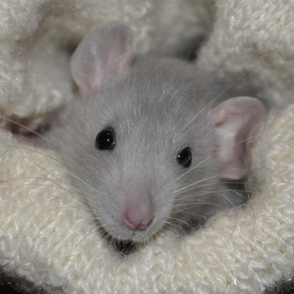 Крыса Дамбо альбинос