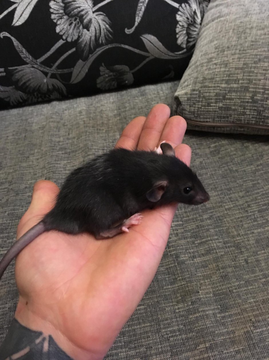 Черные крысята Дамбо