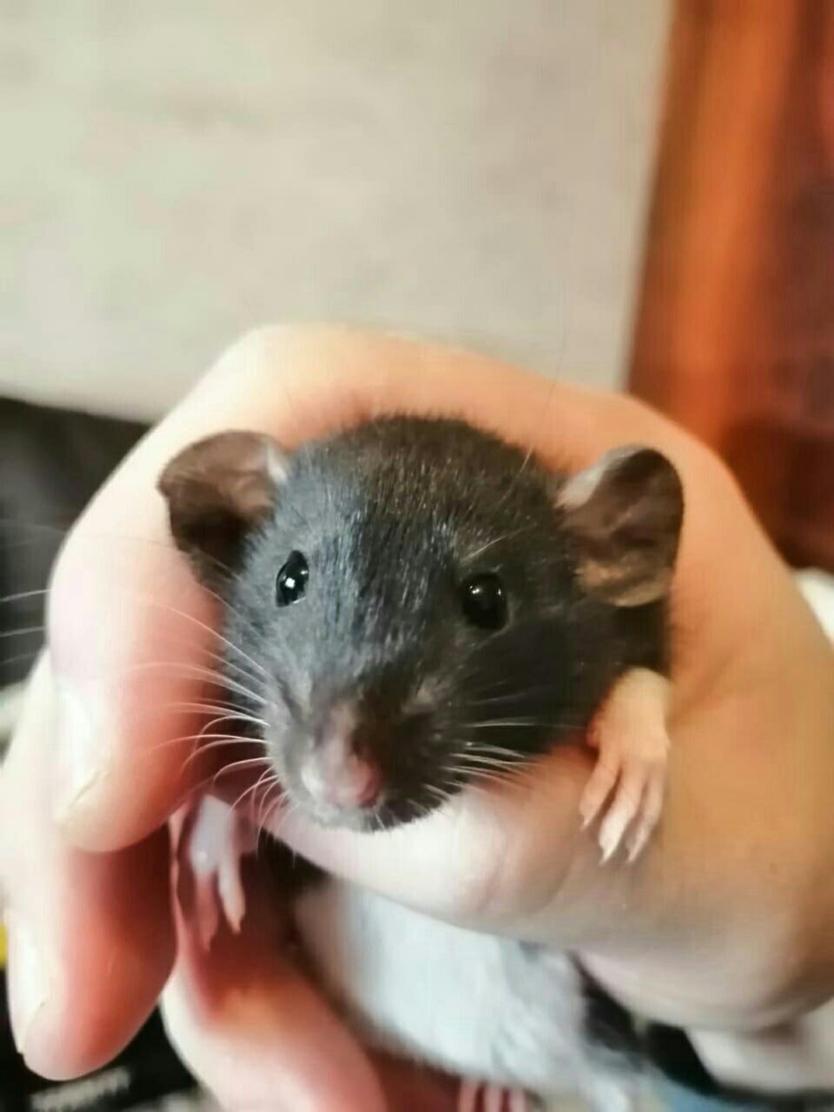 Крыса Дамбо черная