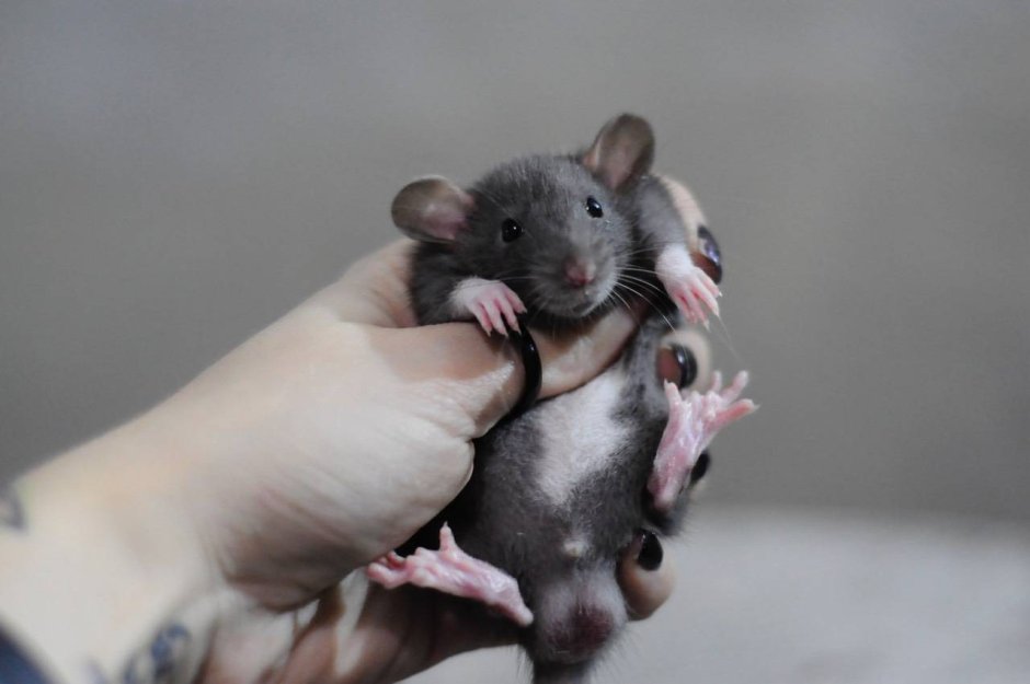 Крыса Дамбо голубая