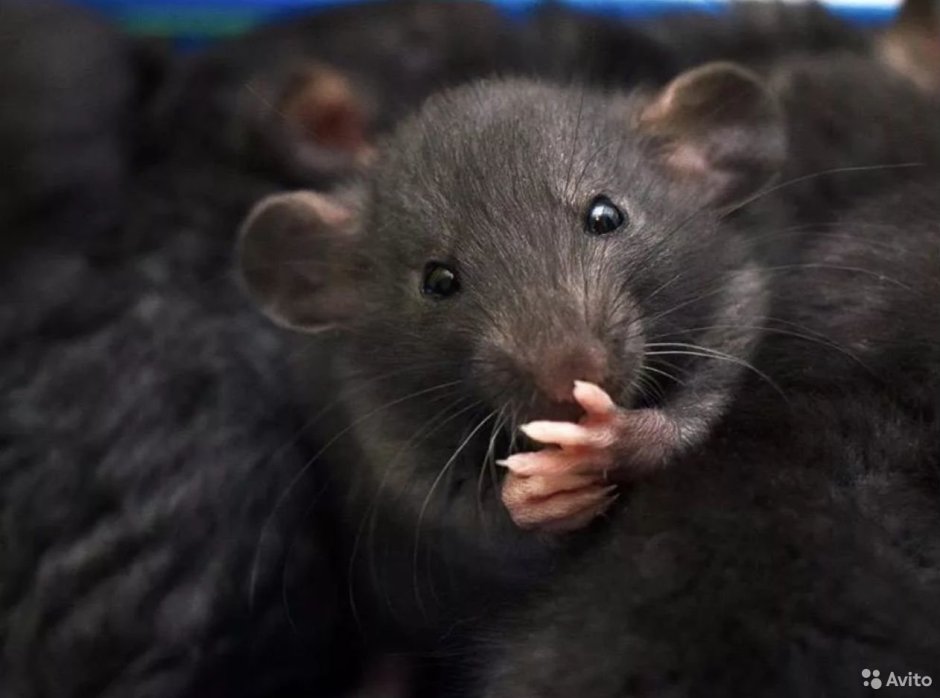 Крыса Дамбо черная