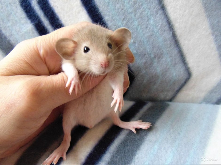Крысы Дамбо взрослые