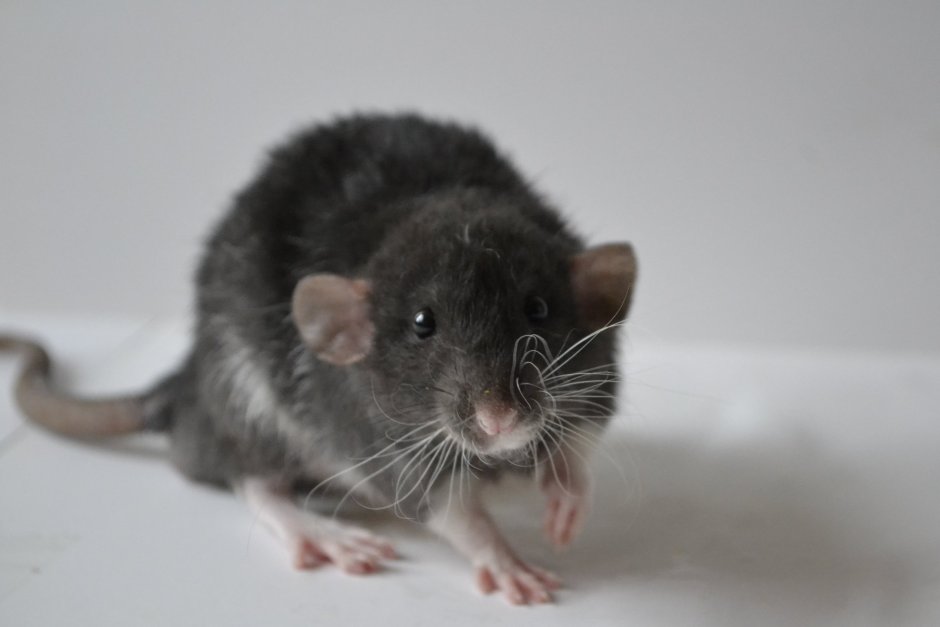 Крыса Дамбо агути