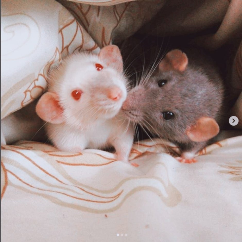 Крыски Дамбо рыжие