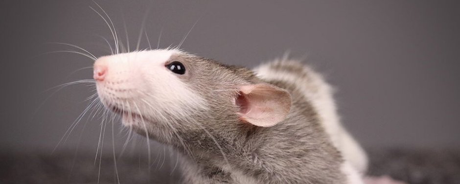 Крыса Дамбо