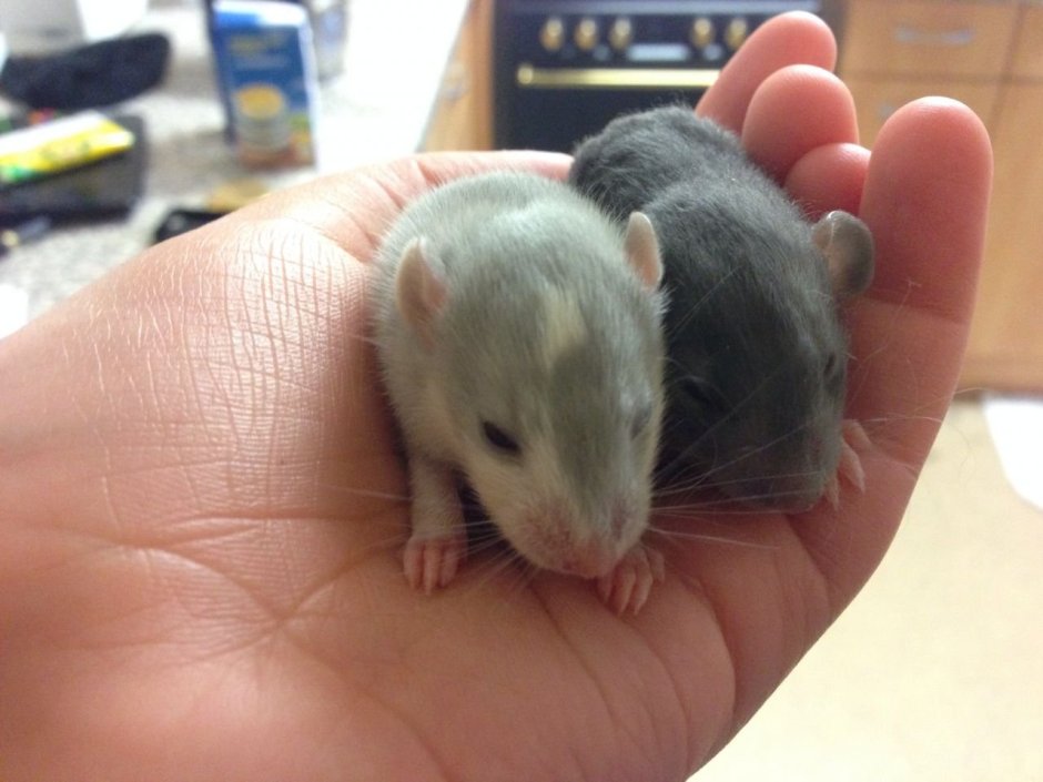 Крыса Дамбо Лонг