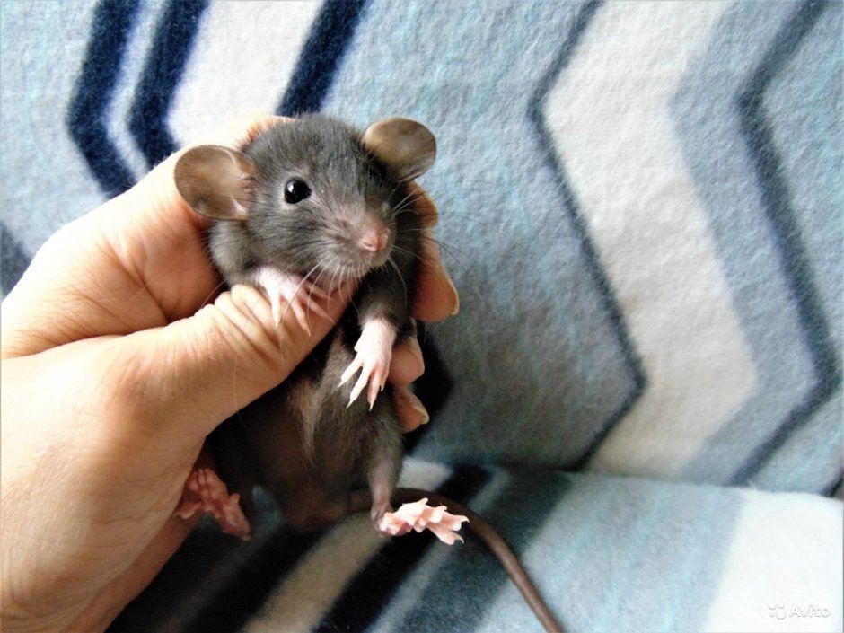 Крыса Дамбо агути