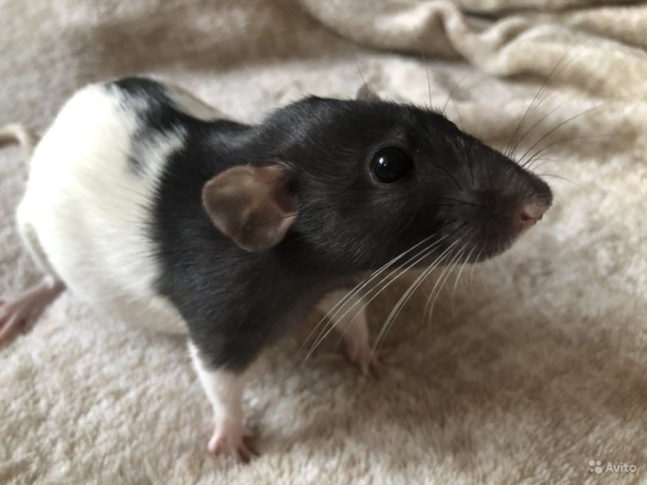 Сатиновая крыса Дамбо