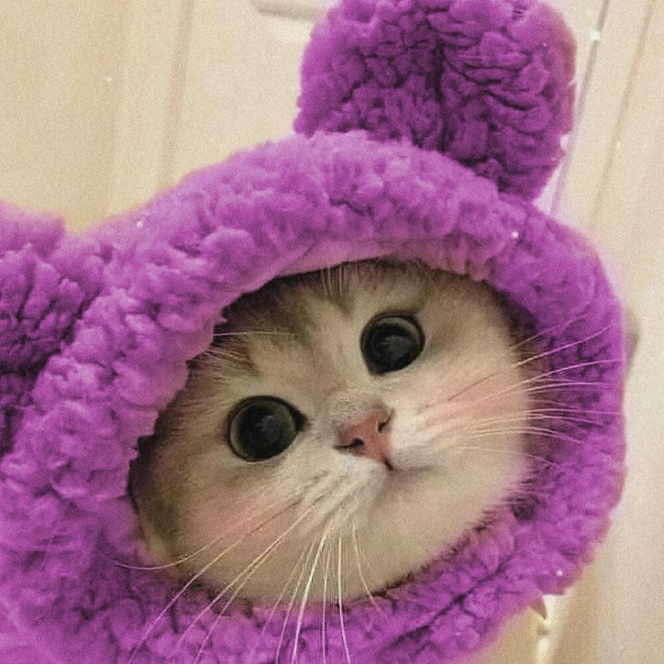 Милые котики на аву с шапочкой медведя