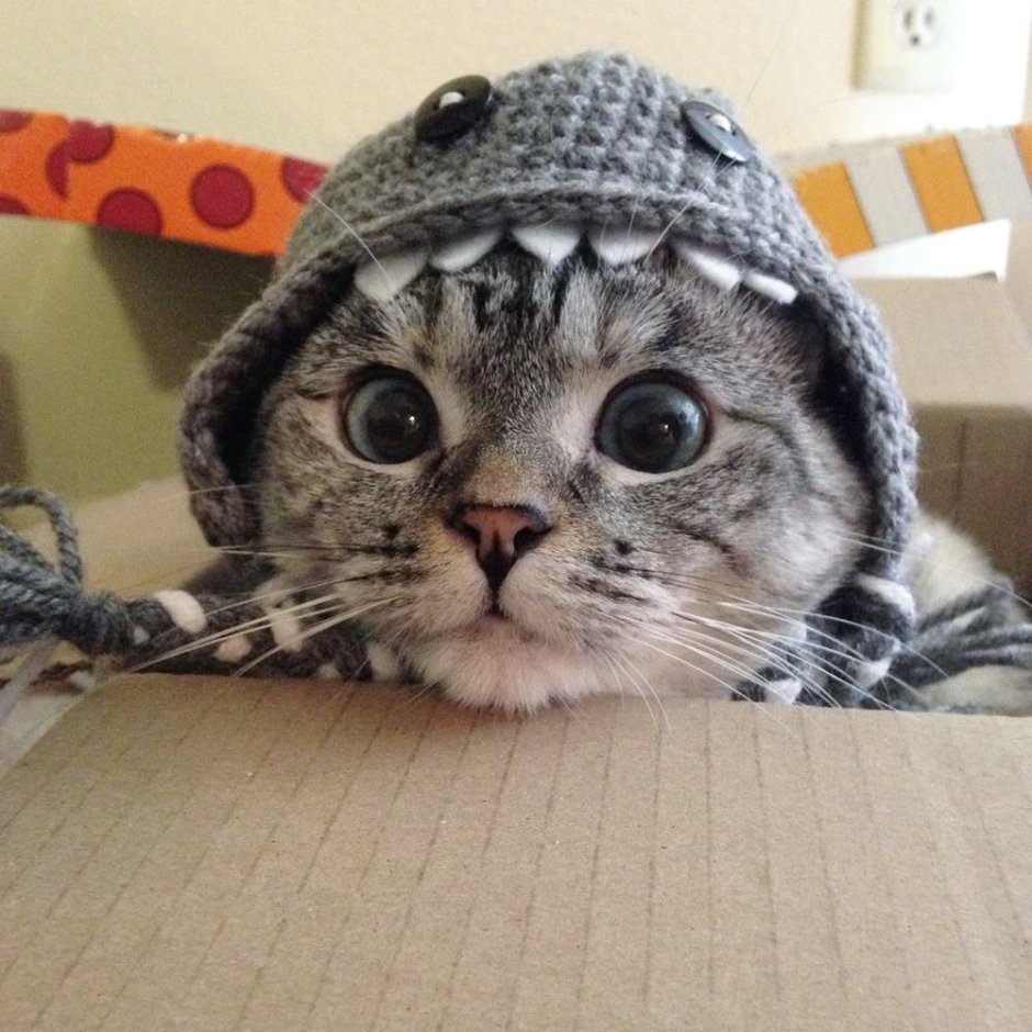 Котик в шапке медвежонка