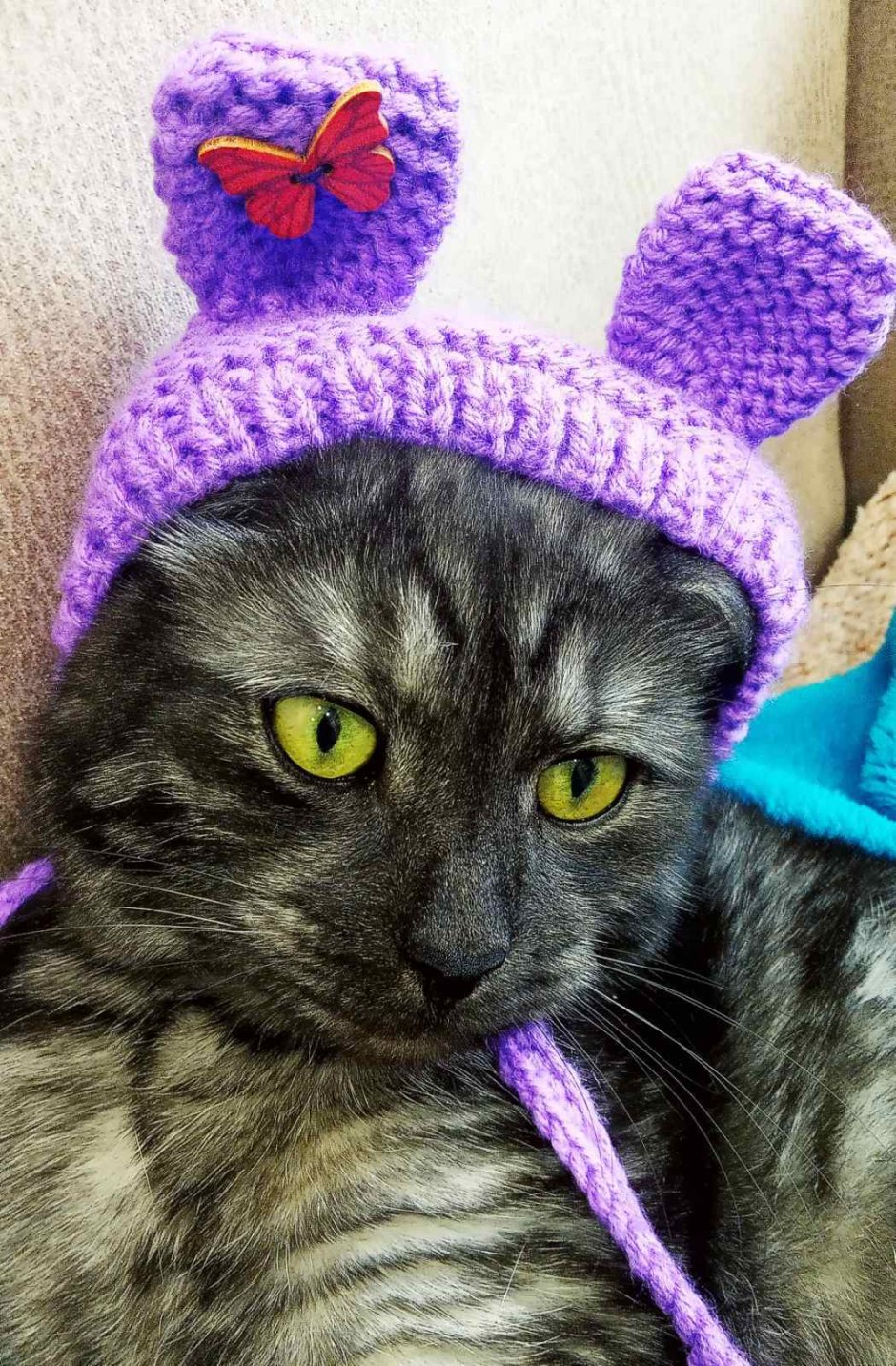 Шапка с котами