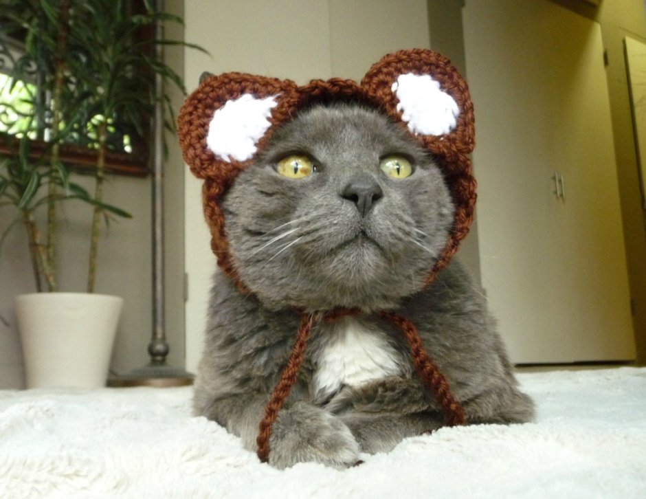 Котик в костюме мишки