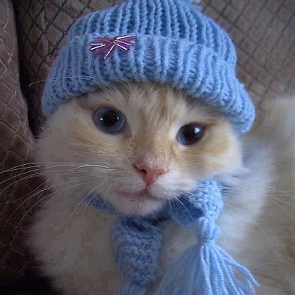 Кот в шапке