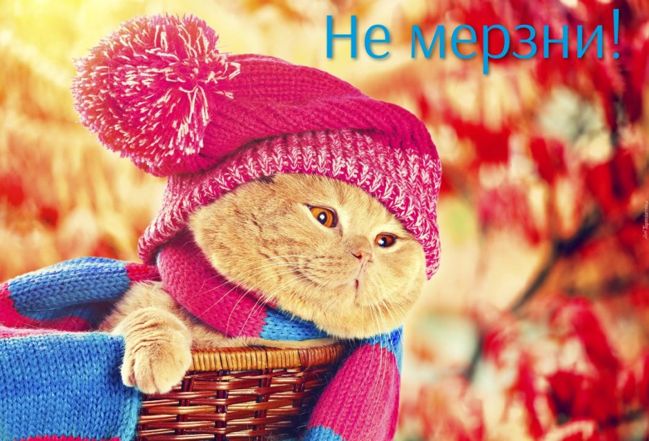 Кот в шапке осень