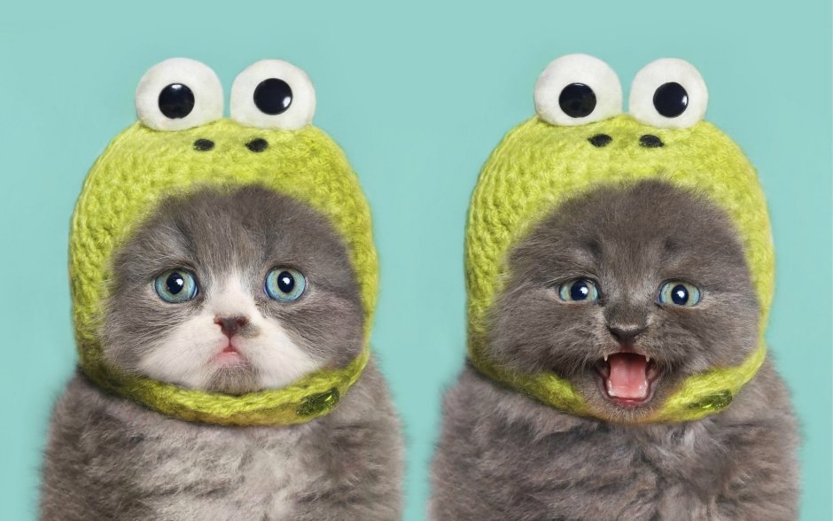 Котенок в шапочке