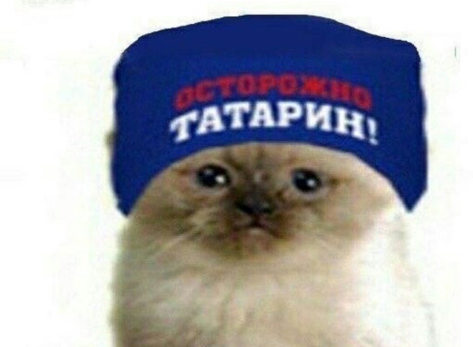 Кот татарин