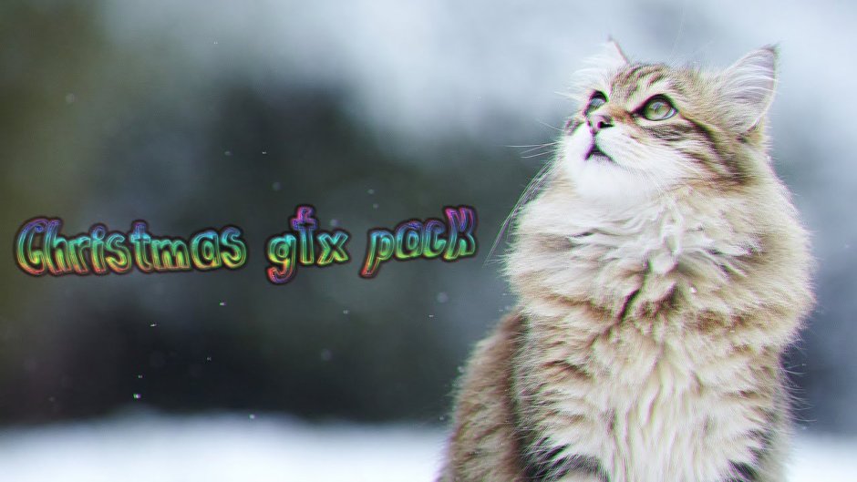 Снежное утро с котиком