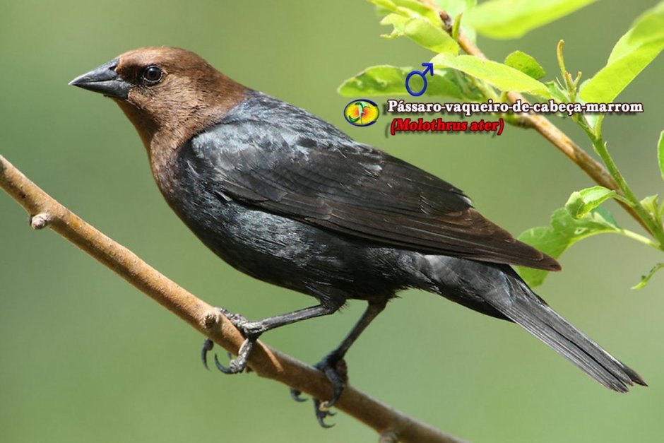 Коричневая птичка с черными крыльями