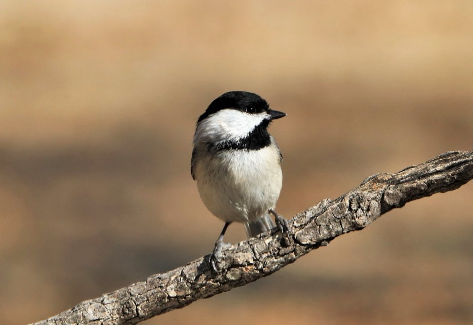 Серая синица с черной шапочкой