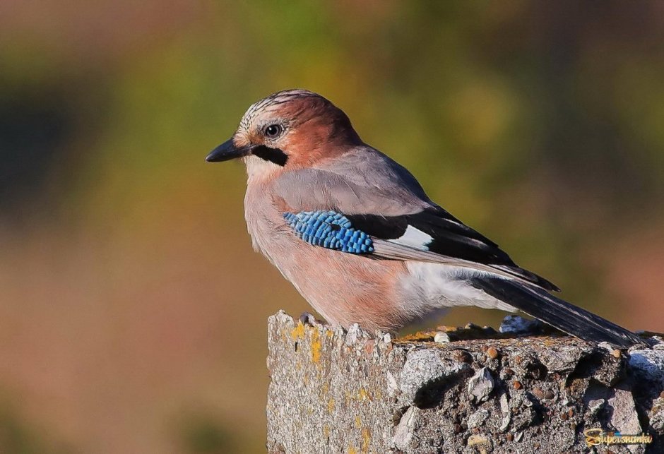 Птицы Кольского полуострова