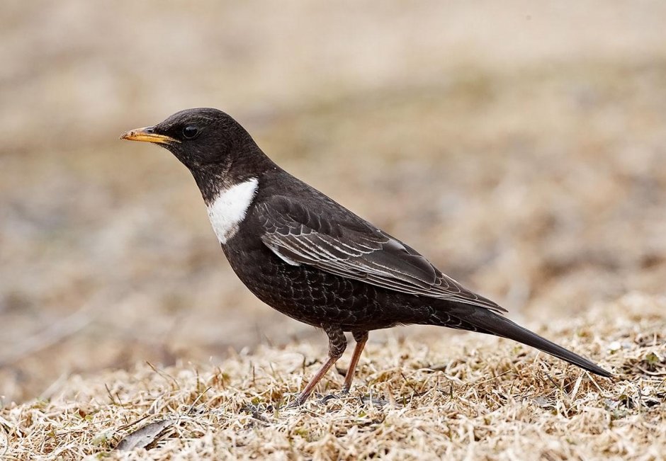 Белозобый Дрозд