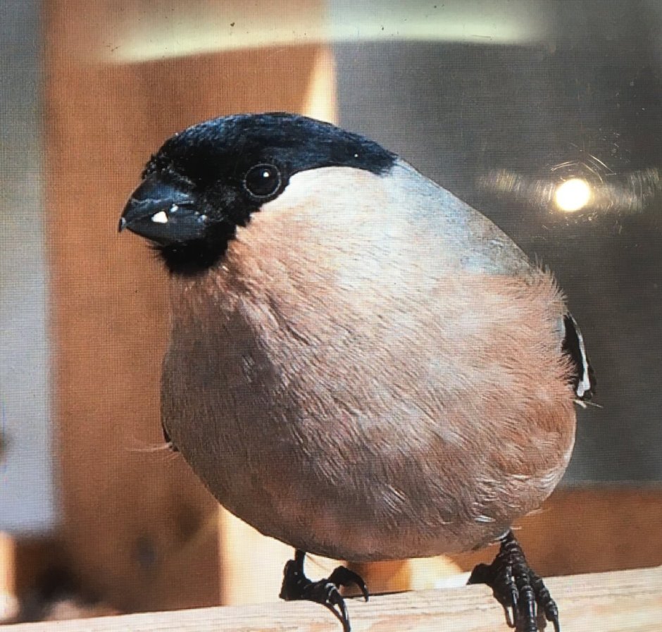 Бурый Снегирь