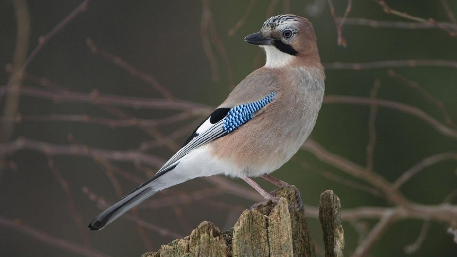 Сойка хохлатая