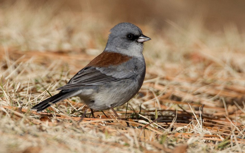 Пёстрый Юнко